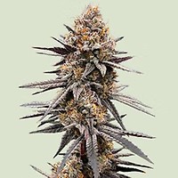 Gravity Berry F1 Feminizowane Nasiona