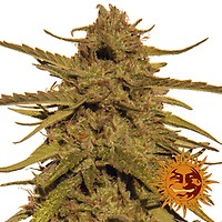 Pineapple Haze Vanlig Frön - 10