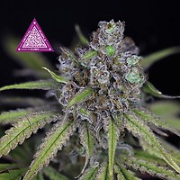 Critical Purple Kush Feminiserad Frön