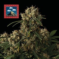 OG Kush Auto Feminiserad Frön