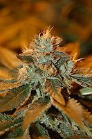 Cataract Kush Feminiserad Frön