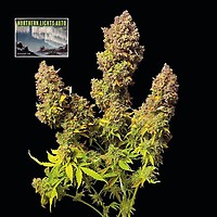 Northern Lights Auto Feminiserad Frön