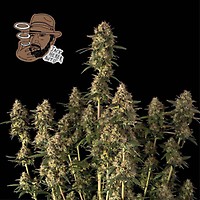 Jack Herer Auto Feminiserad Frön