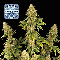 Doctor Frönman CBD 30:1 Feminiserad Frön