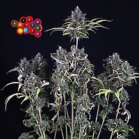 Zkittlez Auto Feminiserad Frön