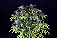 Peyote Wi-Fi CBD 2:1 Feminiserad Frön
