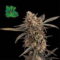 Green Crack Auto Feminiserad Frön