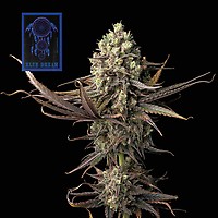 Blue Dream Feminiserad Frön