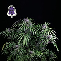 Purple Ghost Candy Feminiserad Frön