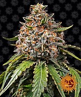White Widow XXL Feminiserad Frön