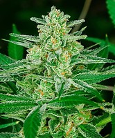 Blue Dream Auto Feminiserad Frön