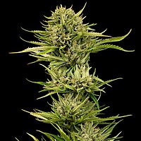 Blueberry Pie F1 Snabbt Feminiserad Frön
