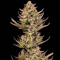 Purple Punch F1 Snabbt Feminiserad Frön