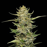 Sour Diesel Auto Feminiserad Frön