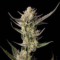 OG Kush Feminiserad Frön