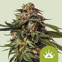 Special Queen 1 Auto Feminiserad Frön
