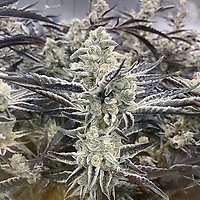 Platinum Kush Breath Remix Feminised Seeds