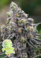 Pistachio Snow Cream Feminiserad Frön