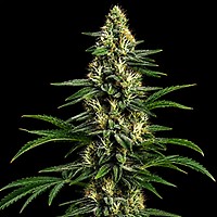 Northern Lights 99 (Brothers Grimm Collab) Feminiserad Frön