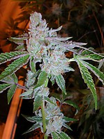 Tahoe OG Kush Feminised Seeds - 6