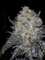 Black Water Feminised Seeds - 6