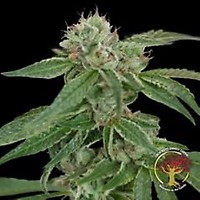 Crockett's Confidential Regular Seeds - 12
