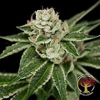 Crockett's Dawg Regular Seeds - 12
