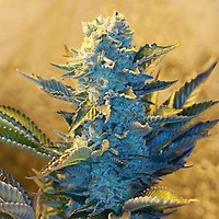 White Widow Feminised Seeds - 5