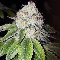 Lemon Tart Feminised Seeds - 6