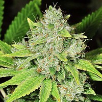 Original Glue Feminised Seeds - 5
