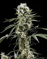 Super Lemon Haze Feminised Seeds