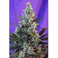 Sweet Skunk Auto Feminised Seeds