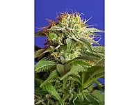 Green Poison F1 Fast Feminised Seeds