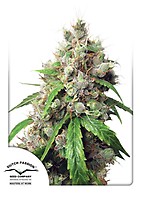 Euforia Auto Feminised Seeds