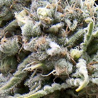 White Widow Auto Feminised Seeds