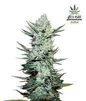Tangie Auto Feminised Seeds