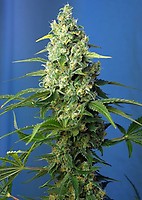 Honey Peach CBD Auto Feminised Seeds