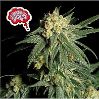 Amnesia Fast Feminised Seeds