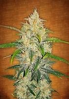Zkittlez Auto Feminised Seeds
