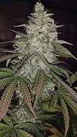 Strelka Regular Seeds