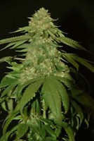 Holy Grail Kush Feminised Seeds
