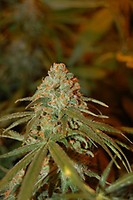 Lemon Skunk Feminised Seeds