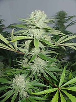 Cannalope Haze Feminised Seeds