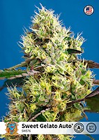 Sweet Gelato Auto Feminised Seeds