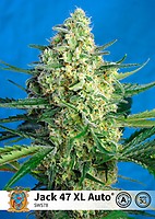 Jack 47 XL Auto Feminised Seeds