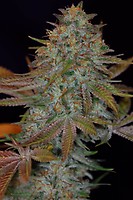 Dawggone Sour Regular Seeds