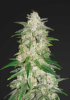Gelato Auto Feminised Seeds