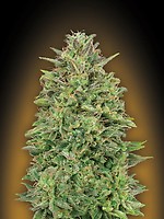 00 Skunk Feminised Seeds