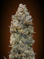 Chocolate Skunk Feminised Seeds