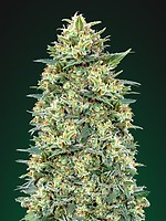 White Widow Auto Feminised Seeds